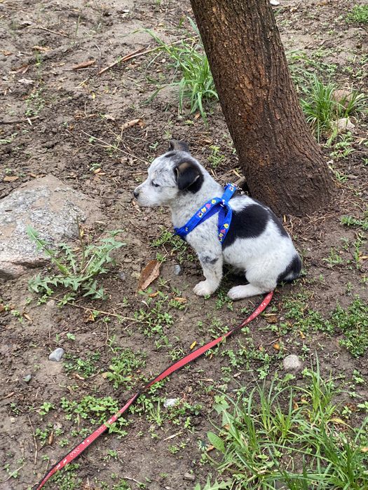 Щенки девочки помесь