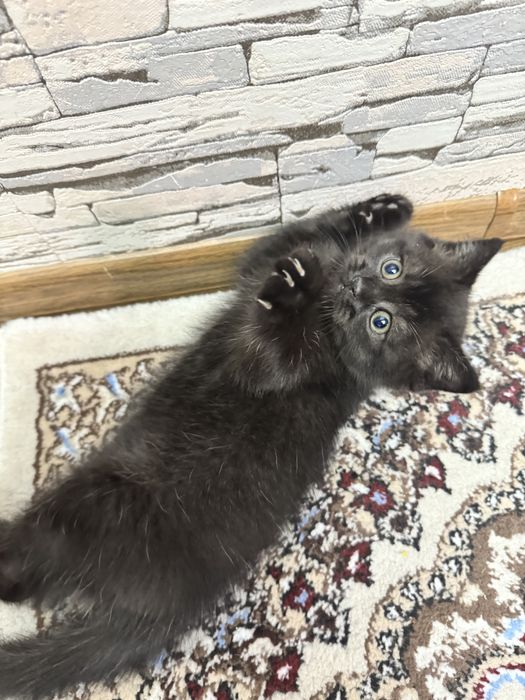 Продаются британские котятя