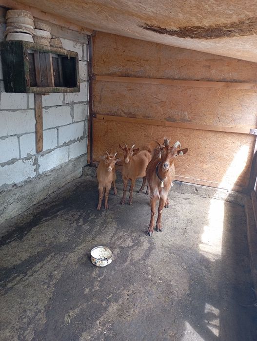 Vând sau schimb cu oi 2 capre cu lapte și 3 iede de anul acesta(una ar