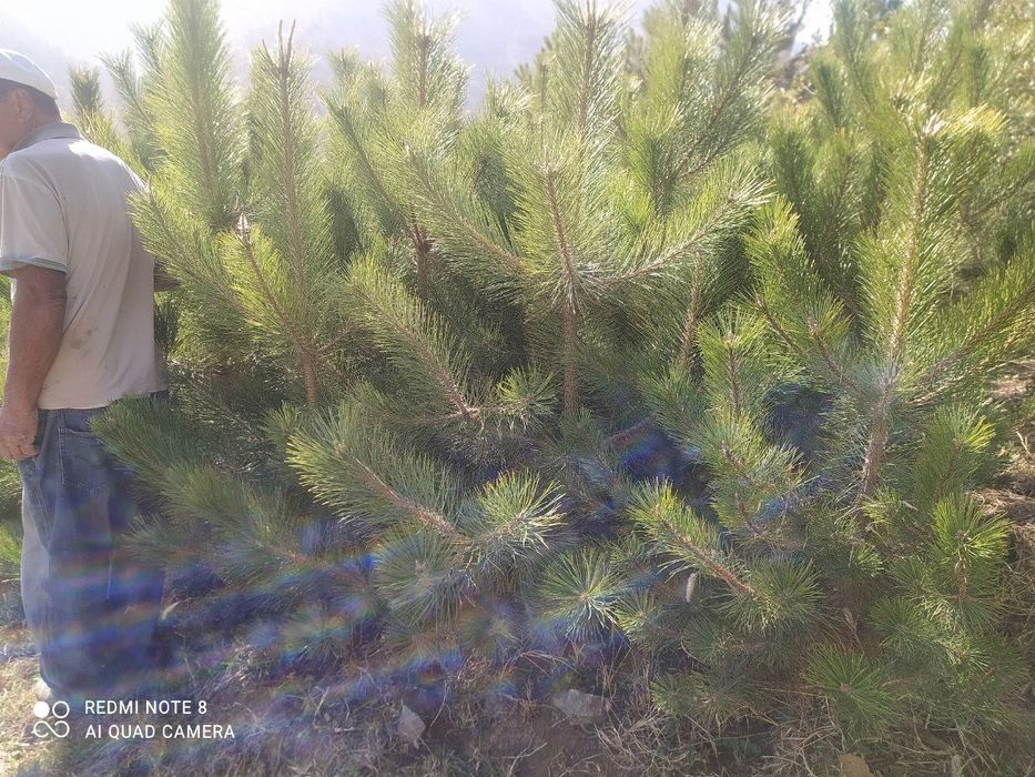 Продам крымские сосны.