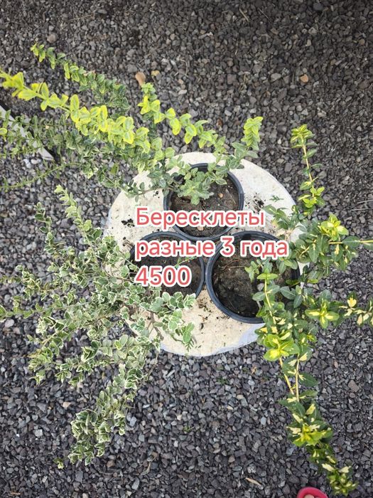 Цветы многолетние растения