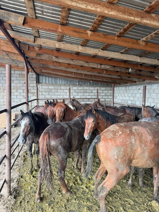 Семіз бордақыланған жылқы сатамыз!