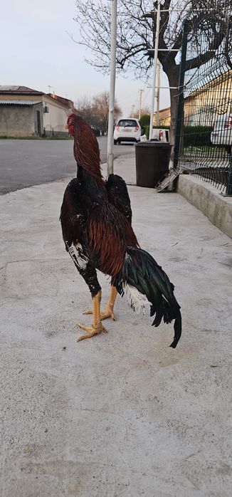 Nems o shamo.  TUXUMI.  tozza privaznoyla