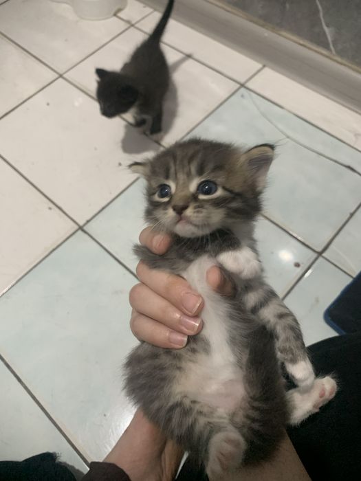 Прадается котенки 1 месяц