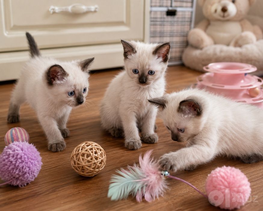 Сиамские котята, девочки