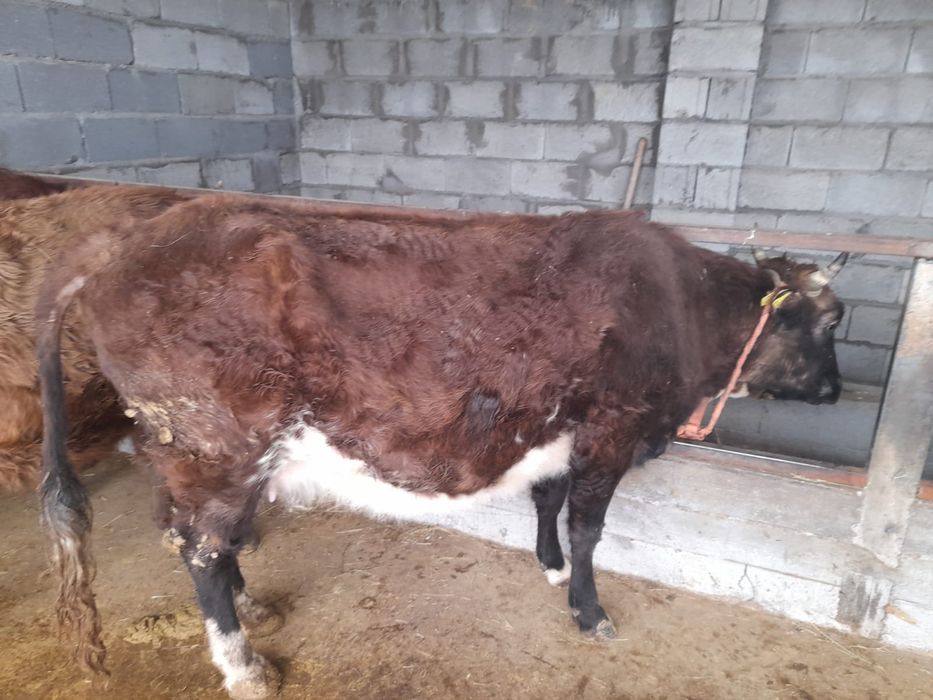 Продам упитанную корову