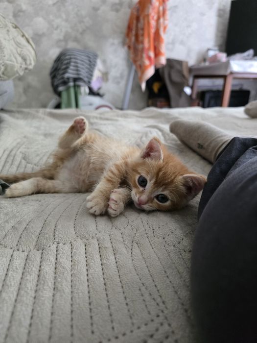 Отдам котенка в добрые руки