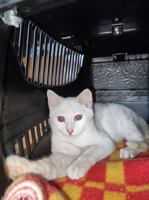 Котенок мальчик 4,5 месяца