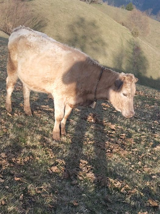 Junincă de vânzare