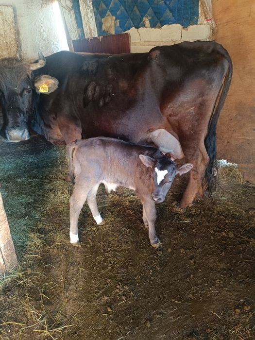 vând vaca fatata cu tăuraș