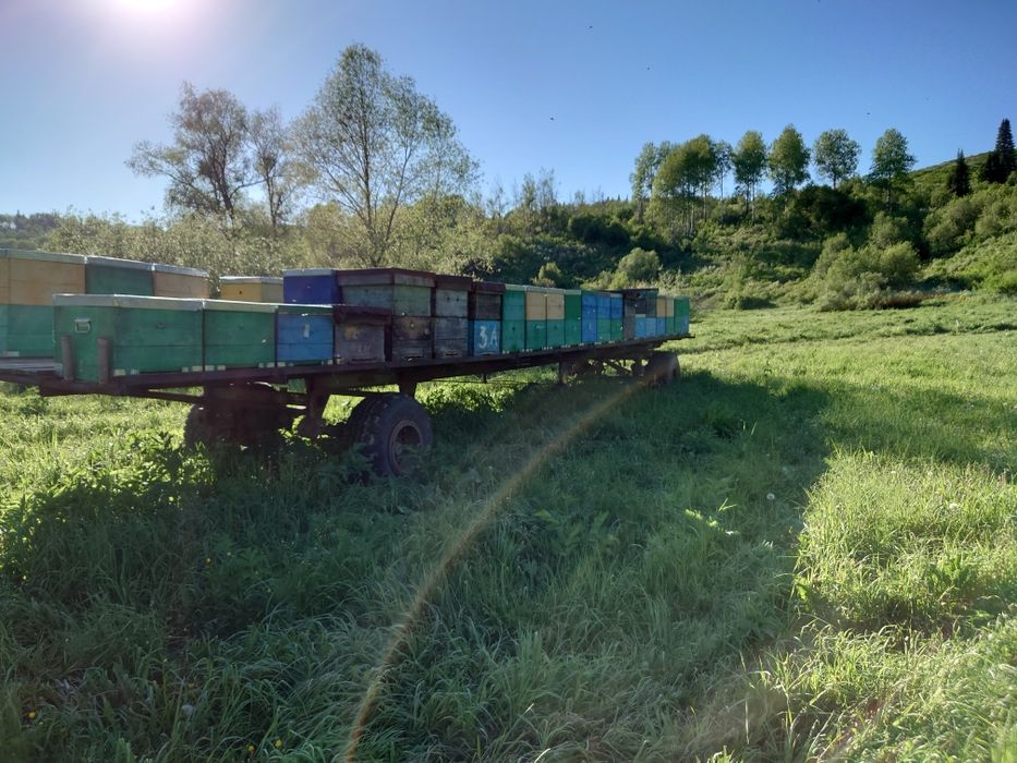 Мёд натуральный от пчеловода.