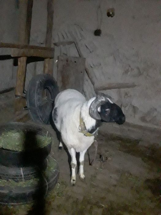 Toza 3 yoshar juda katta qőchqor sotiladi