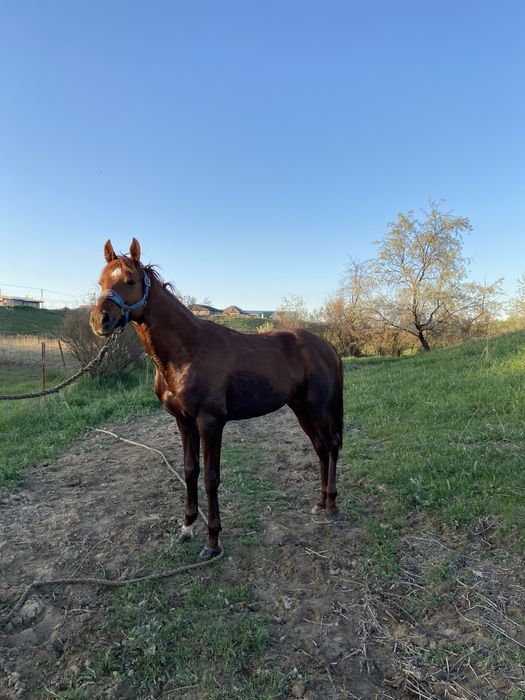 Таза канды англараб 4 жасар айғыр сатылады саудасы бар Алматы каласы