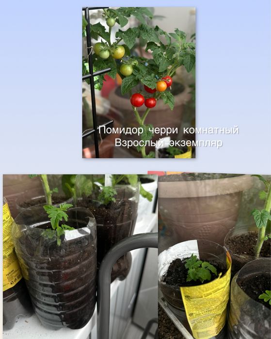 Продам комнатные цветы