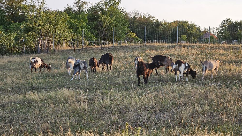 Capre tinere si iezi de vanzare