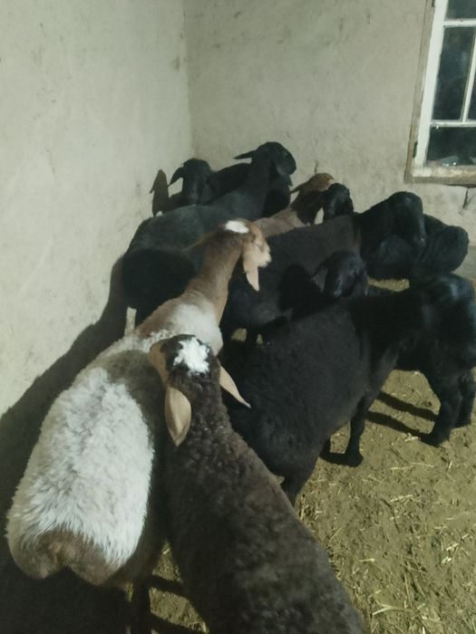 Ona bola quylar sotiladi