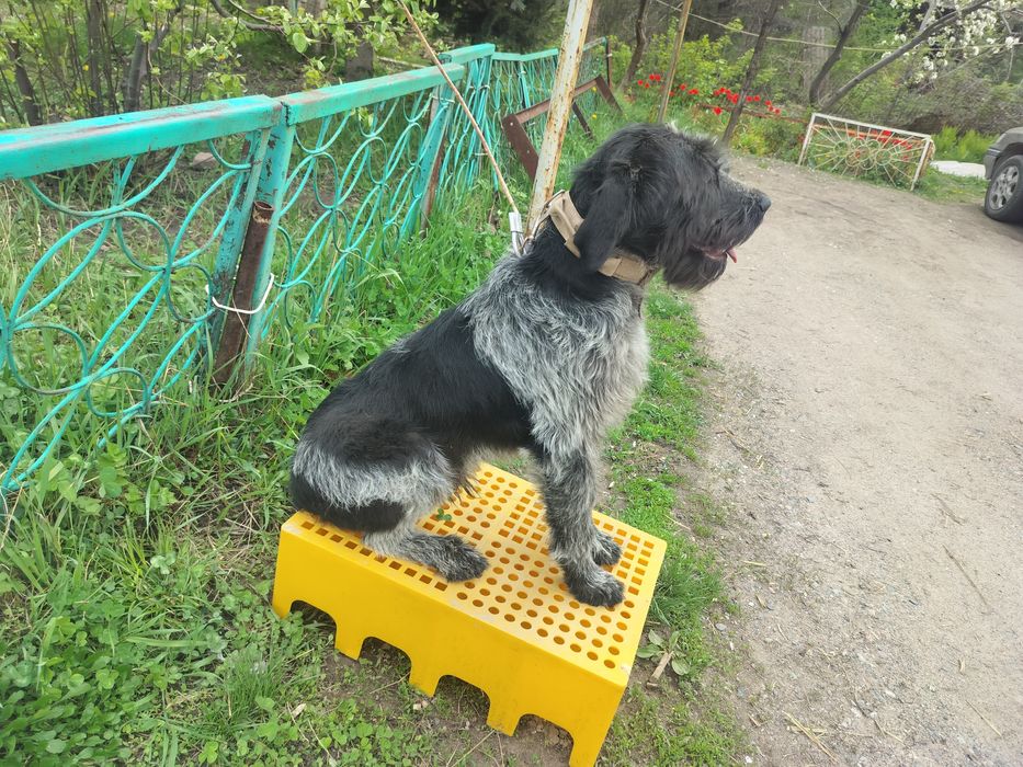 Продается годовалый кобель Дратхаара.