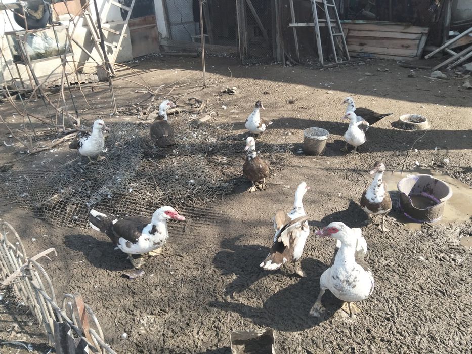 Утки шипуны самки и самцы