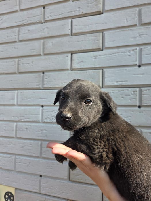 Две малышки ищут свой дом