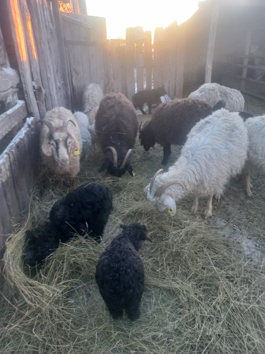 Продам коз .Пуховые,ангорка.25 тыс