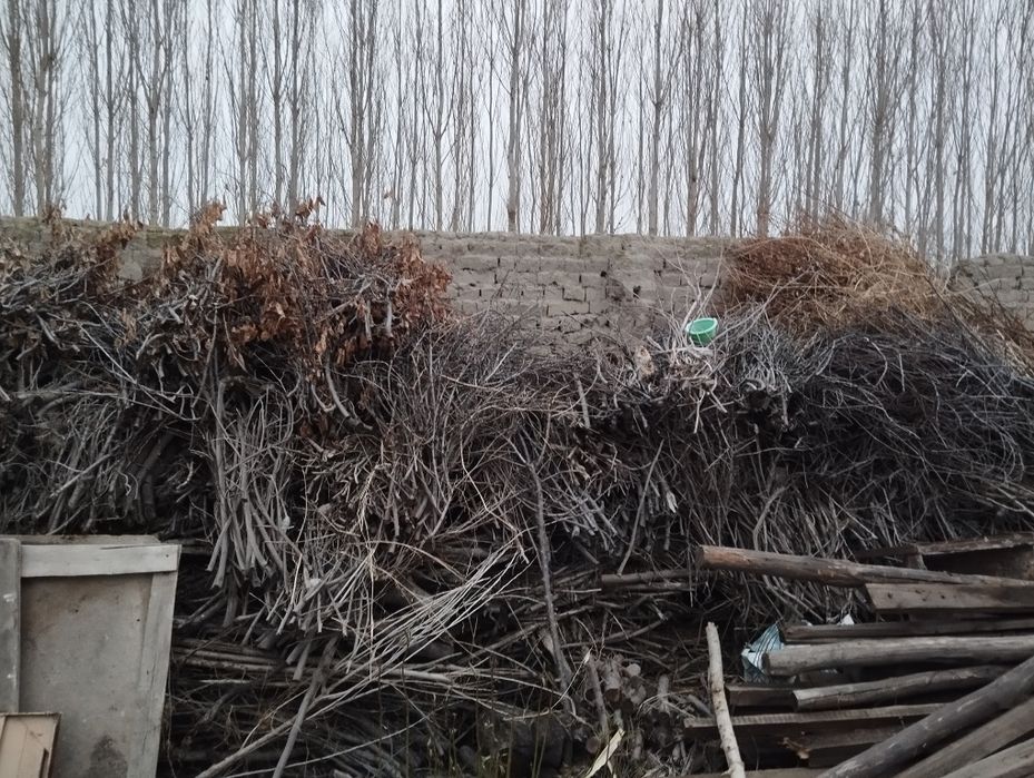 Oʻtin Tandirga yoqqani