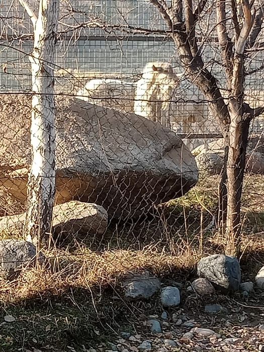 Продаётся козёл/Теке сатылады