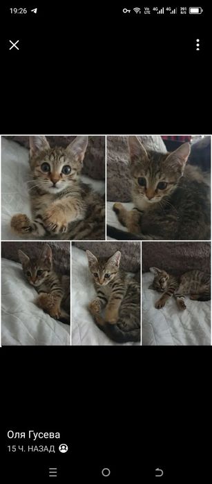 Котёнок Ушастик даром