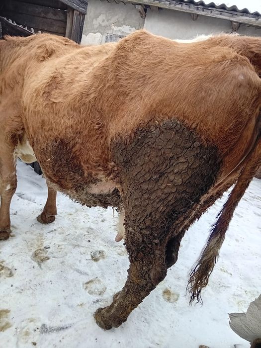 De vânzare vacă gestantă în ultima lună, este la a5a fătare foarte cum