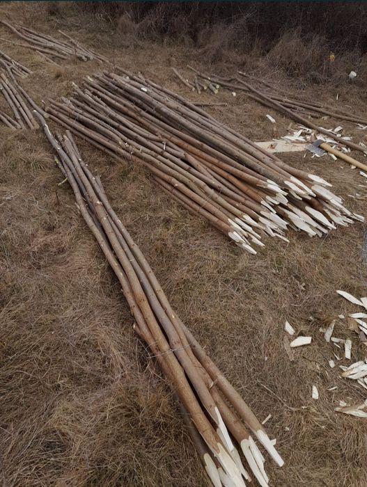 Vând pari de fasole și roși 4.5 lei parul