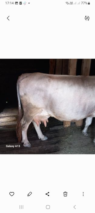 De vînzare vacă și jurincă