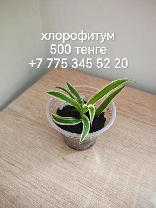 Отростки комнатных растений