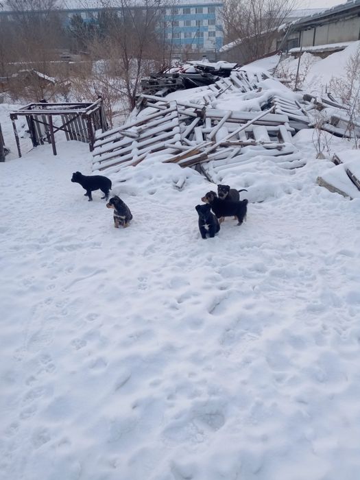 Отдам в добрые руки девочку
