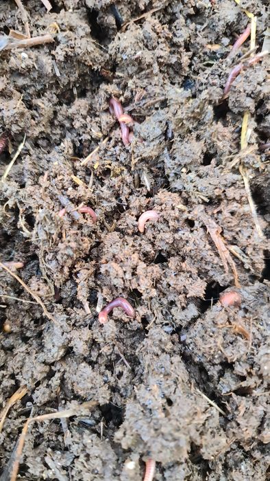 Калифорния чувалчанглари