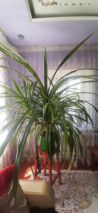 Продам домашний  цветок панданус