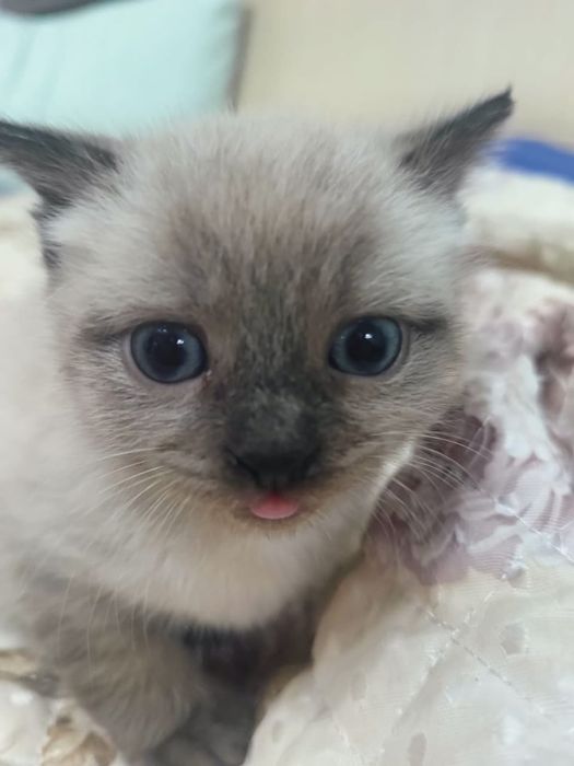 Отдаю котенка в добрые руки