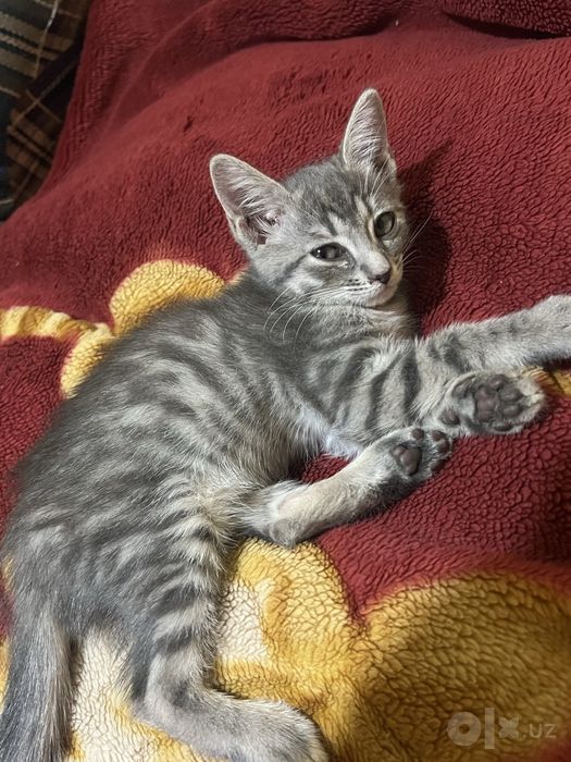 Котенки безплатно срочно