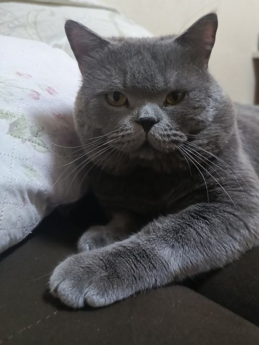 Вязка! Опытный, крупный, здоровый кот Барни!