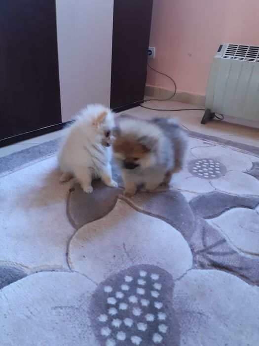 Женски померанчета