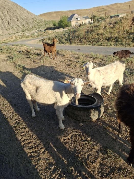 Продам молодую козу
