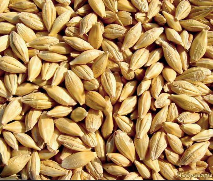 Продаем ячмень  Арпа