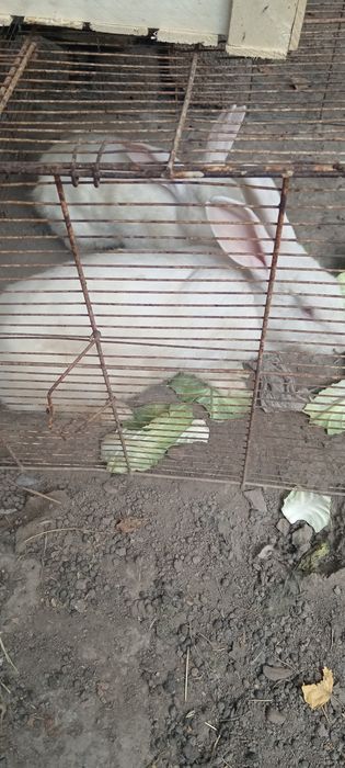 Quyonla sotiladi optimga