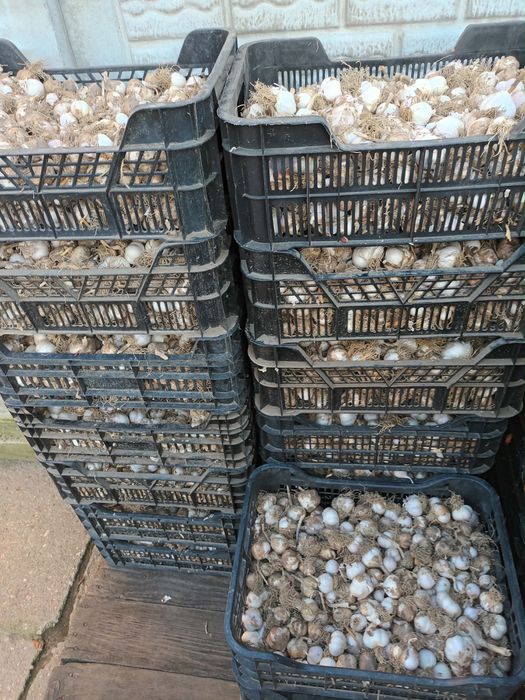 Vand ceapa si usturoi romnesc