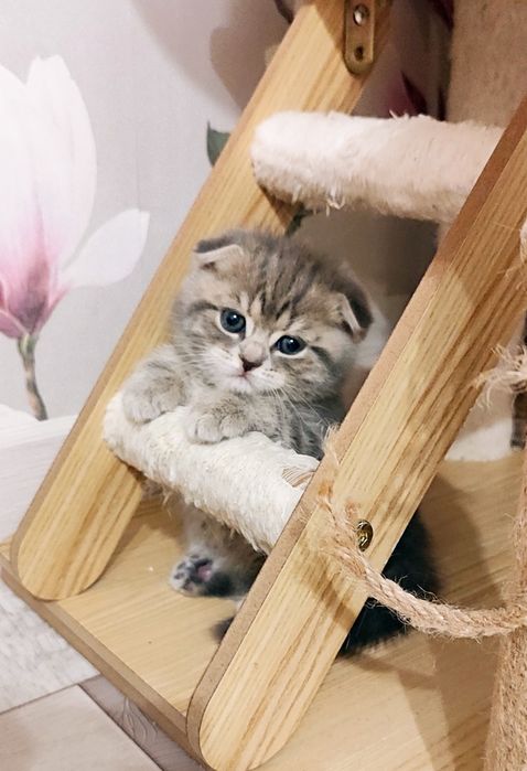 Бронь красивых шатланских котят!