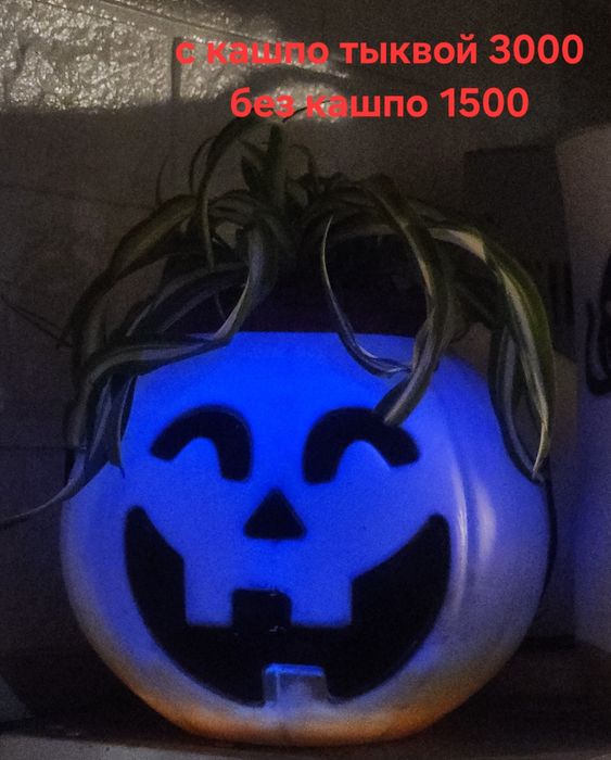 Продам Chlorophytum comosum 'Bonnie'