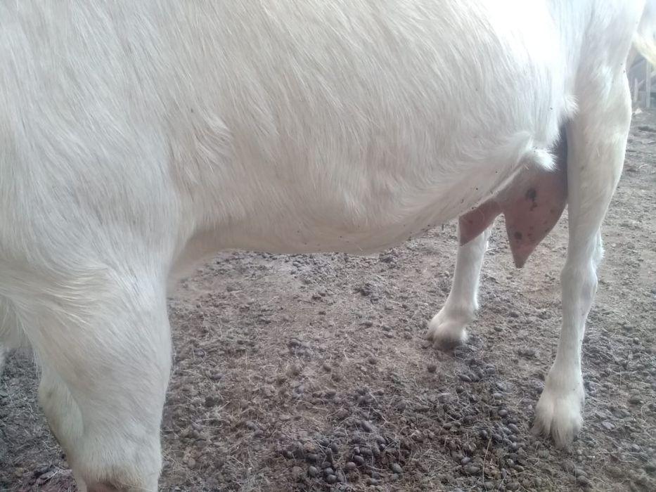 Продам молочных коз