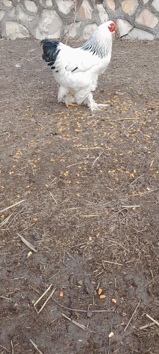 Светлый брама жужа хурозлари 200мингдан макиёнга бартер зам киламиз