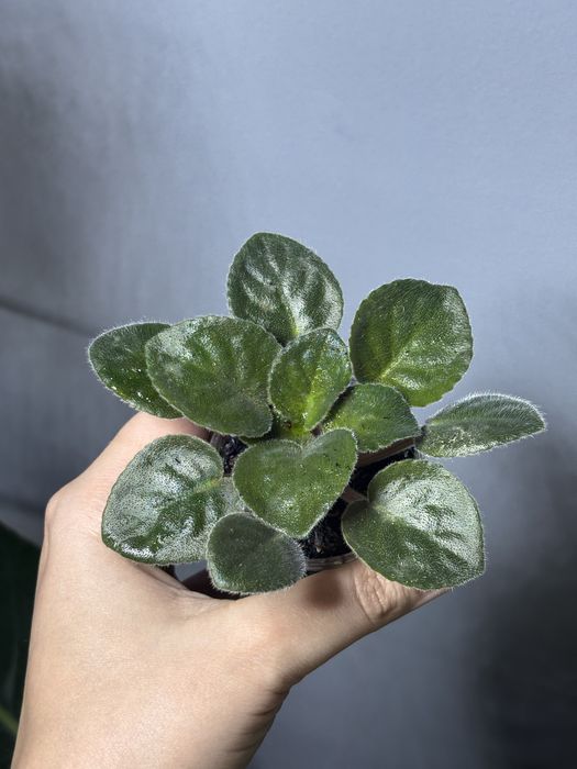 Фиалки сортовые стартеры