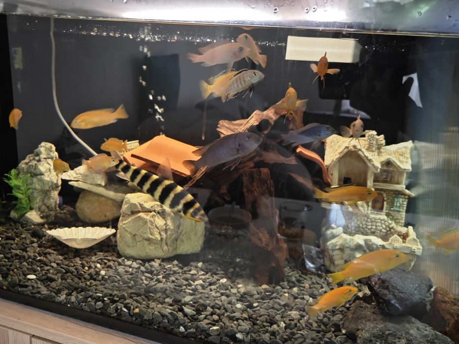 Африкански цихлиди