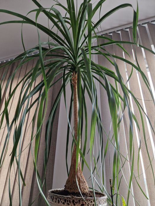 Продавам голяма палма Нолина