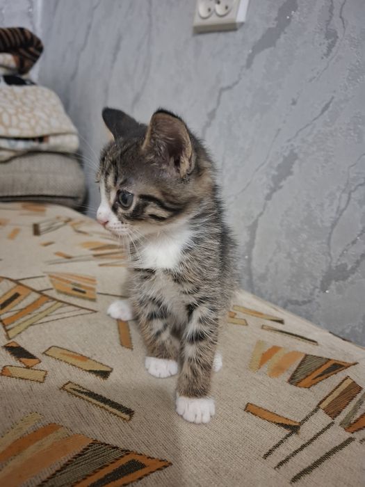 Отдам котят к добрые руки